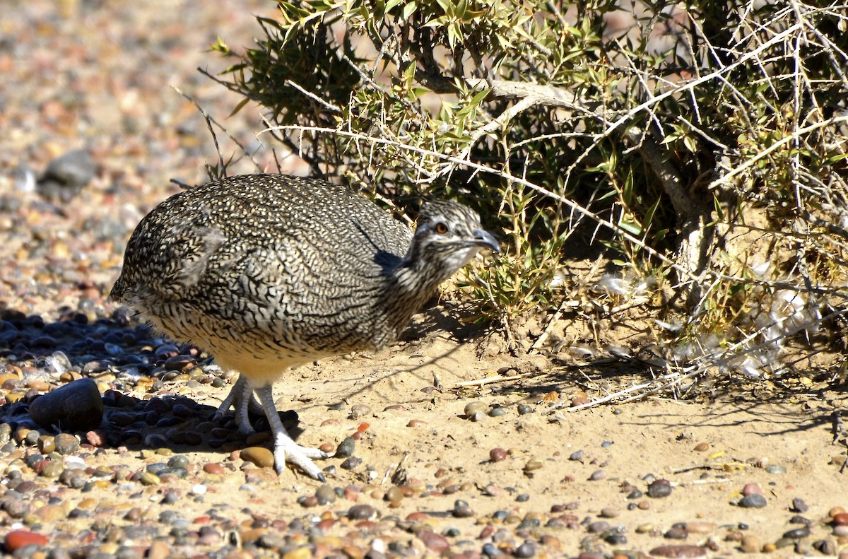 Elegant Crested-Tinamou - ML623297205