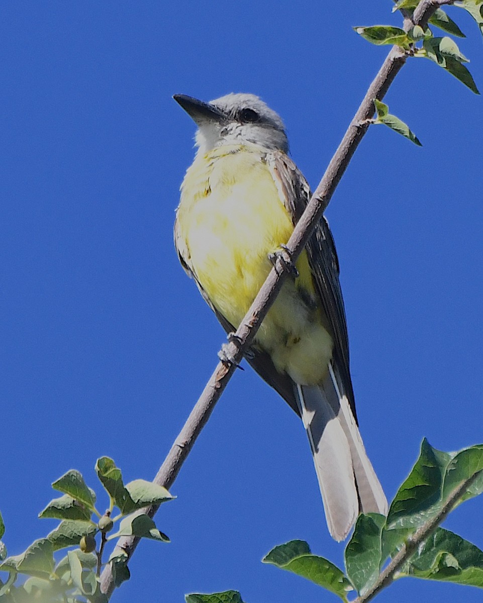 Tropical Kingbird - ML623297230