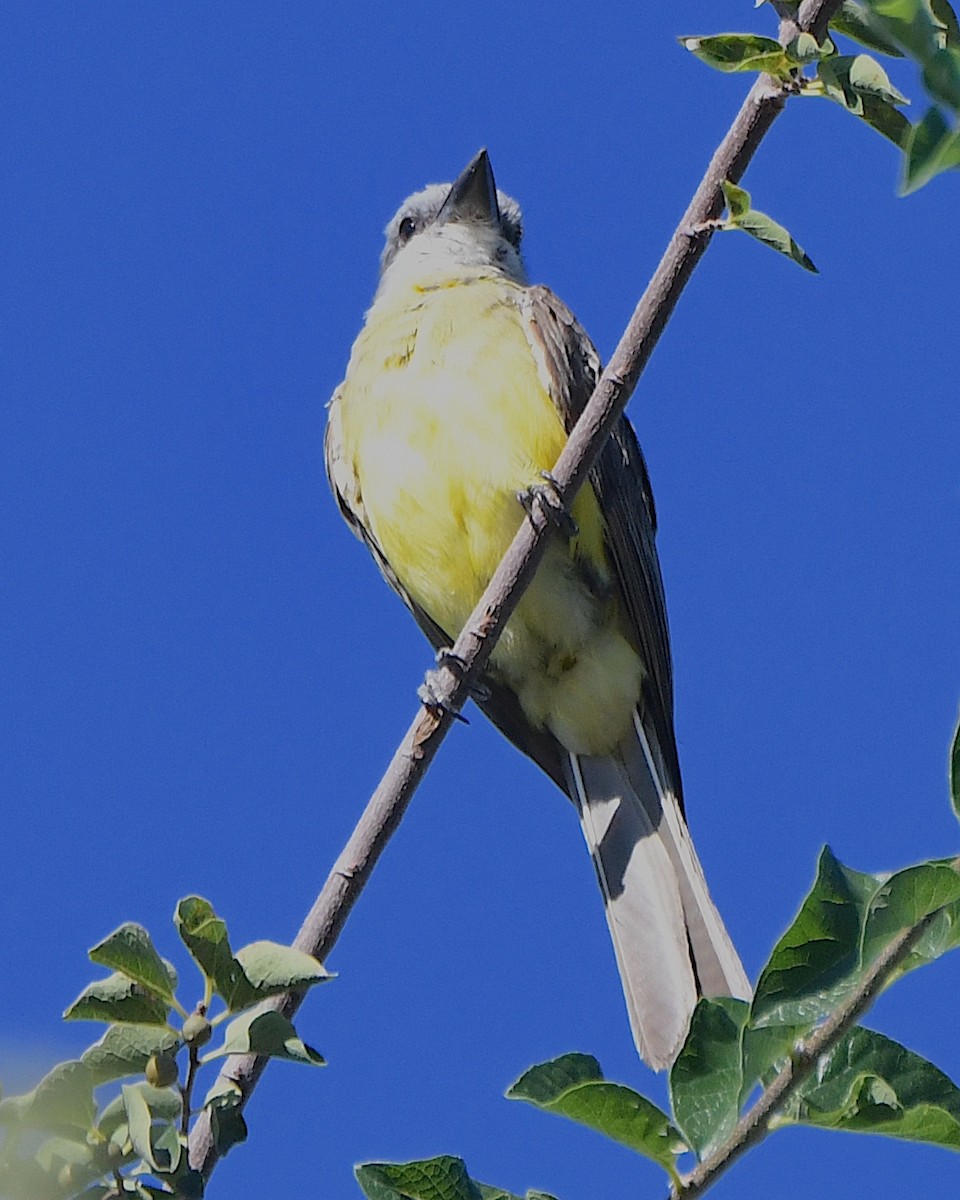 Tropical Kingbird - ML623297270