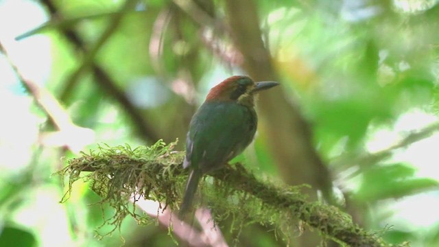 Küçük Motmot - ML623297282