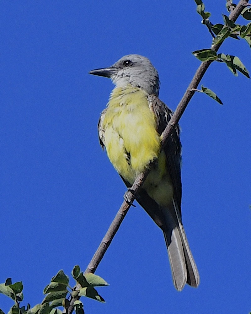 Tropical Kingbird - ML623297368