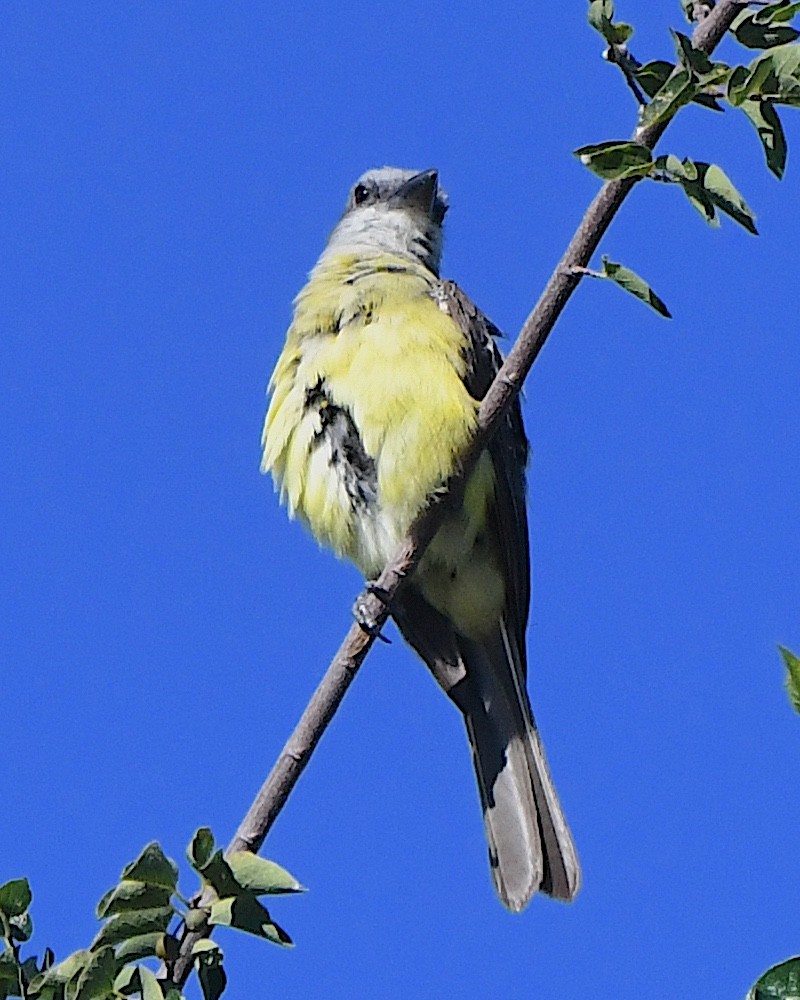 Tropical Kingbird - ML623297422