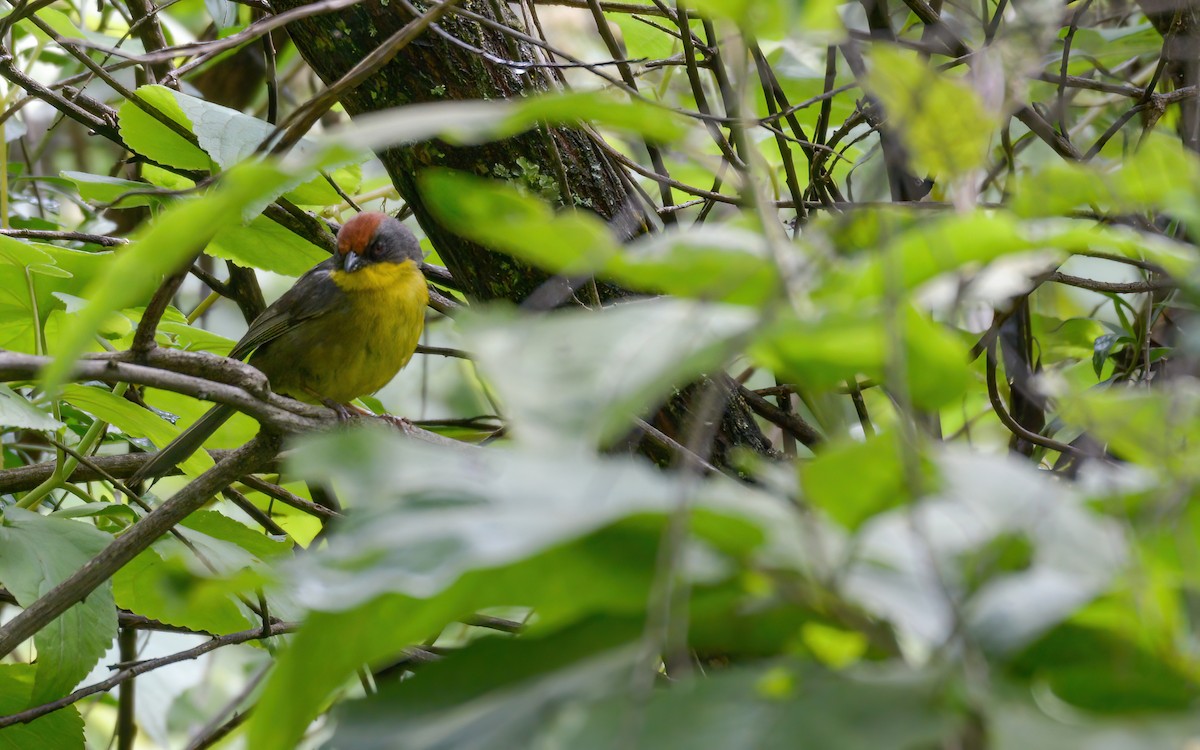 Rufous-capped Brushfinch - ML623297495