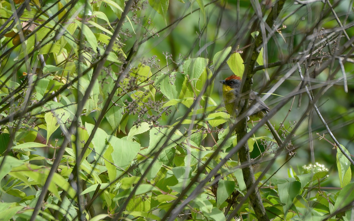 Rufous-capped Brushfinch - ML623297497