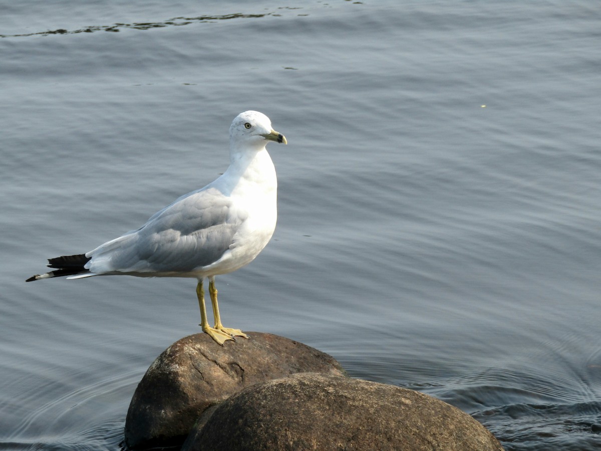 Ring-billed Gull - Adrienne Burn