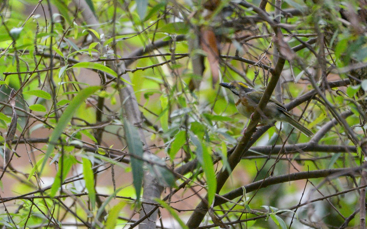 Chestnut-sided Shrike-Vireo - ML623297651