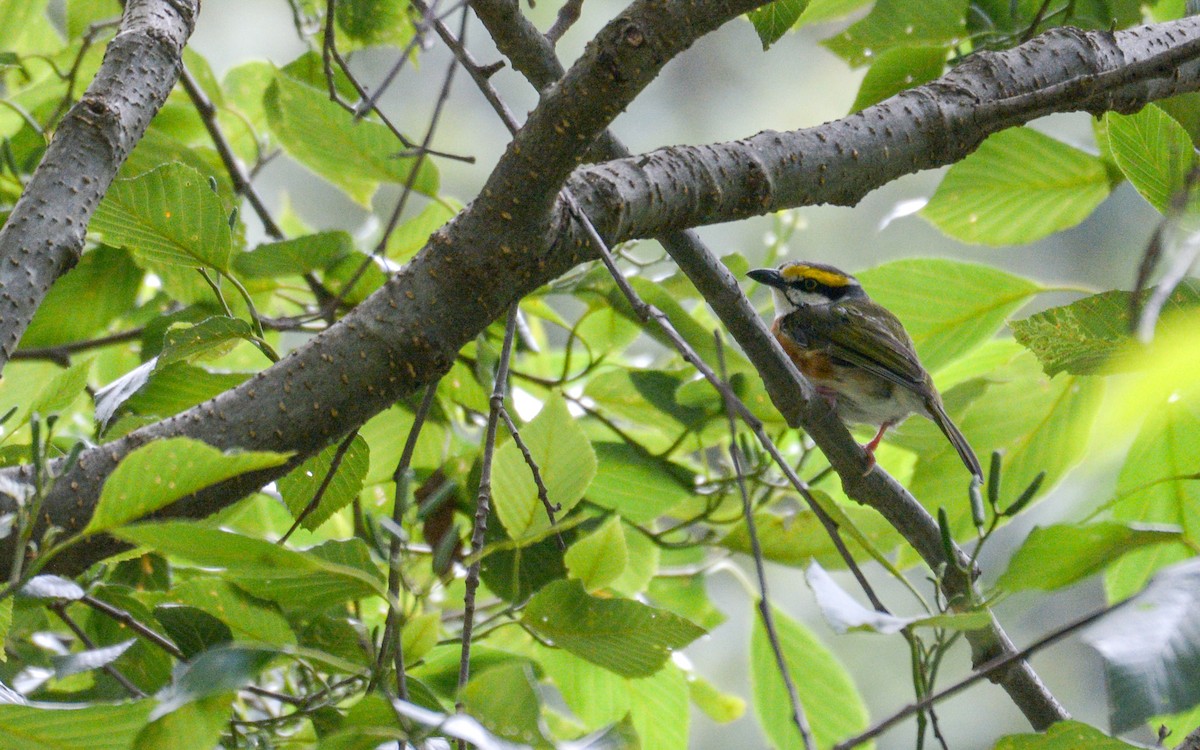 Chestnut-sided Shrike-Vireo - ML623297652