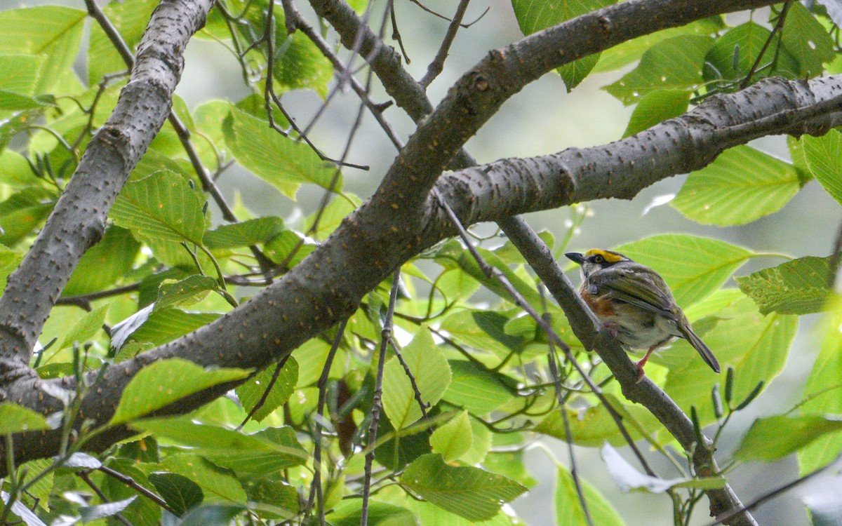 Chestnut-sided Shrike-Vireo - ML623297653