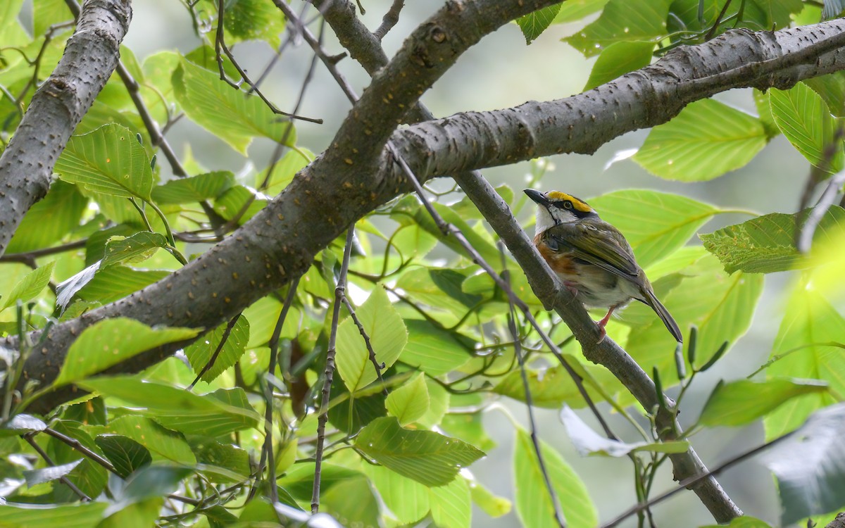 Chestnut-sided Shrike-Vireo - ML623297655