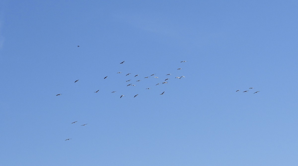 Sandhill Crane - ML623297662