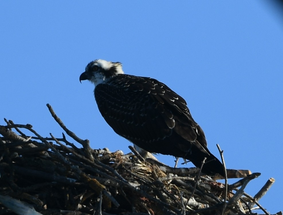 Águila Pescadora - ML623297709