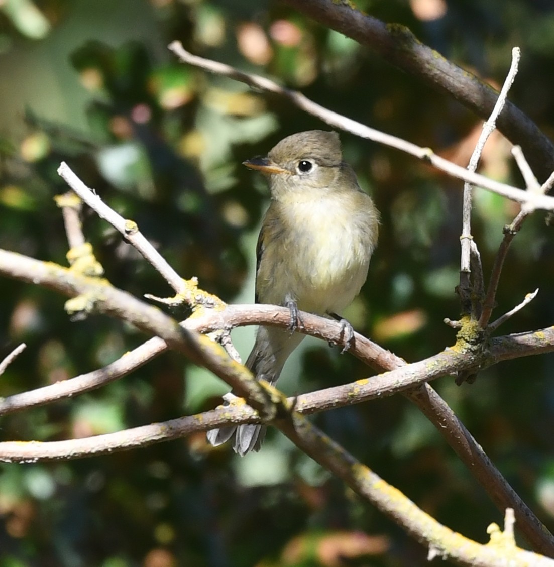 Western Flycatcher - ML623297713