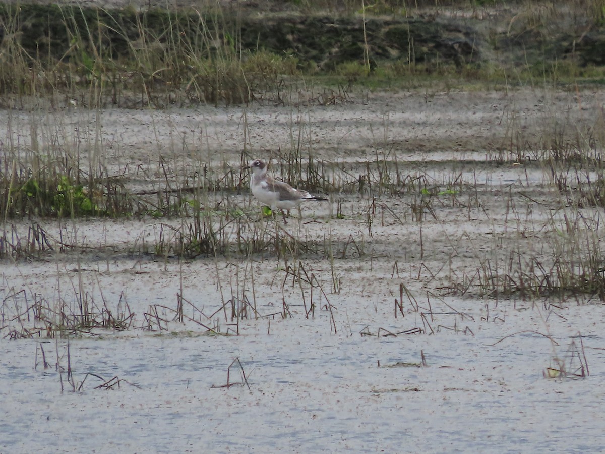 Mouette de Franklin - ML623297715