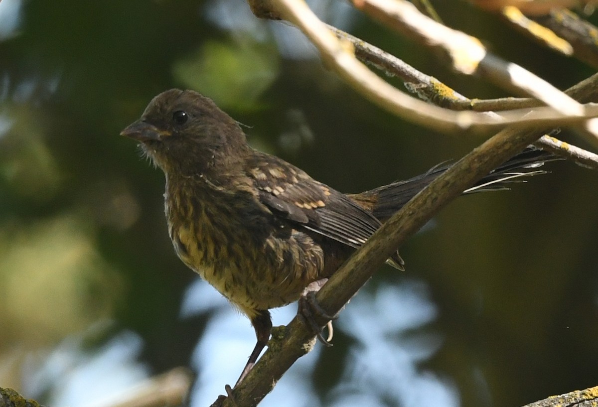 Spotted Towhee - ML623297731