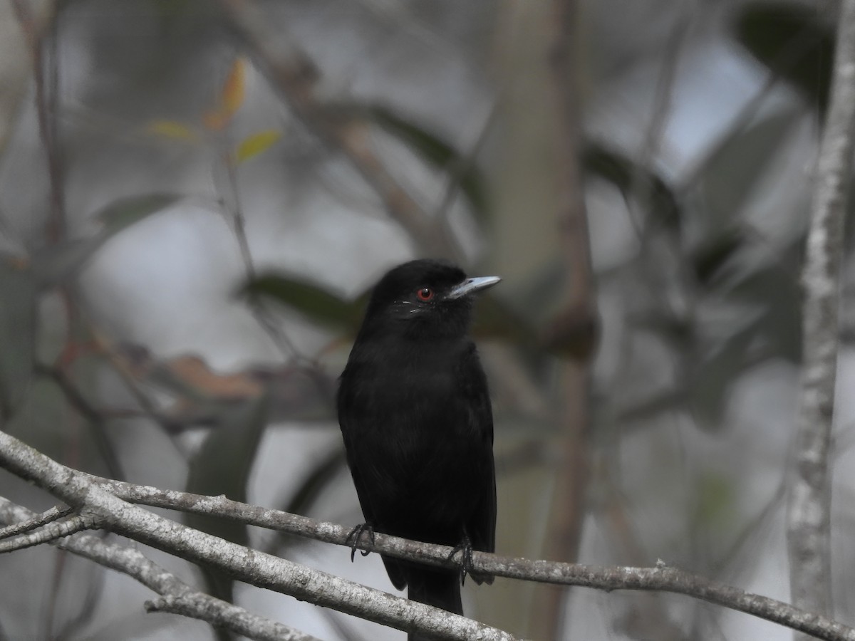 Blue-billed Black-Tyrant - ML623297760