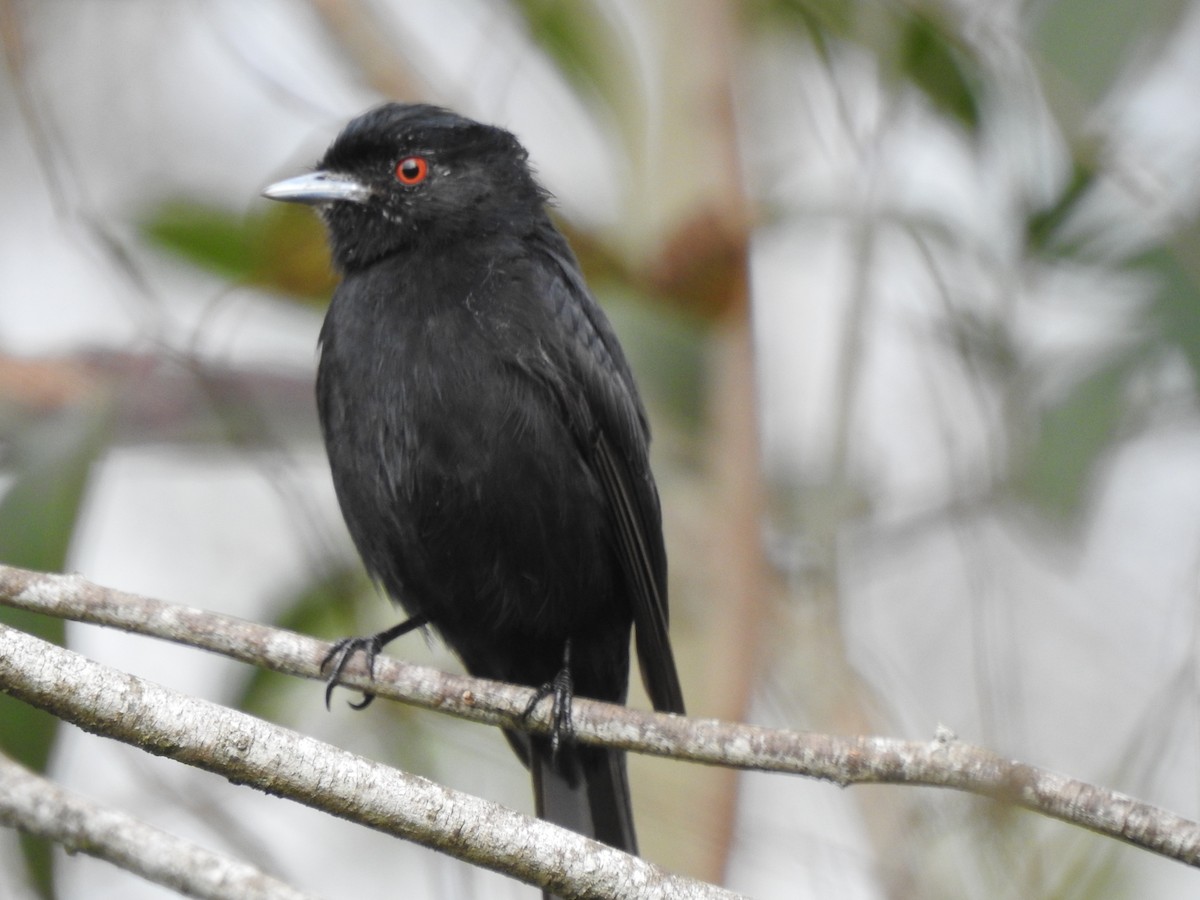 Blue-billed Black-Tyrant - ML623297761