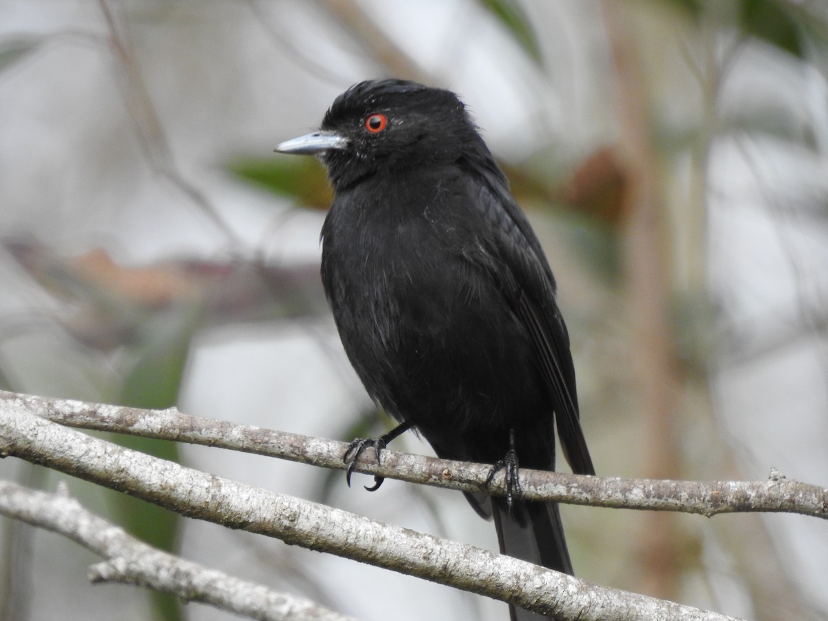 Blue-billed Black-Tyrant - ML623297762