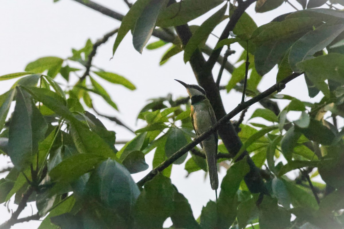 White-throated Bee-eater - ML623297780