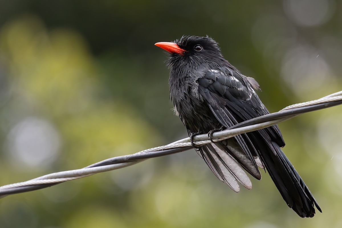 Black Nunbird - ML623297803