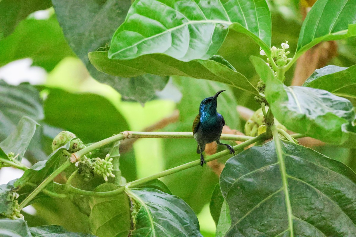 Green-headed Sunbird - ML623297808