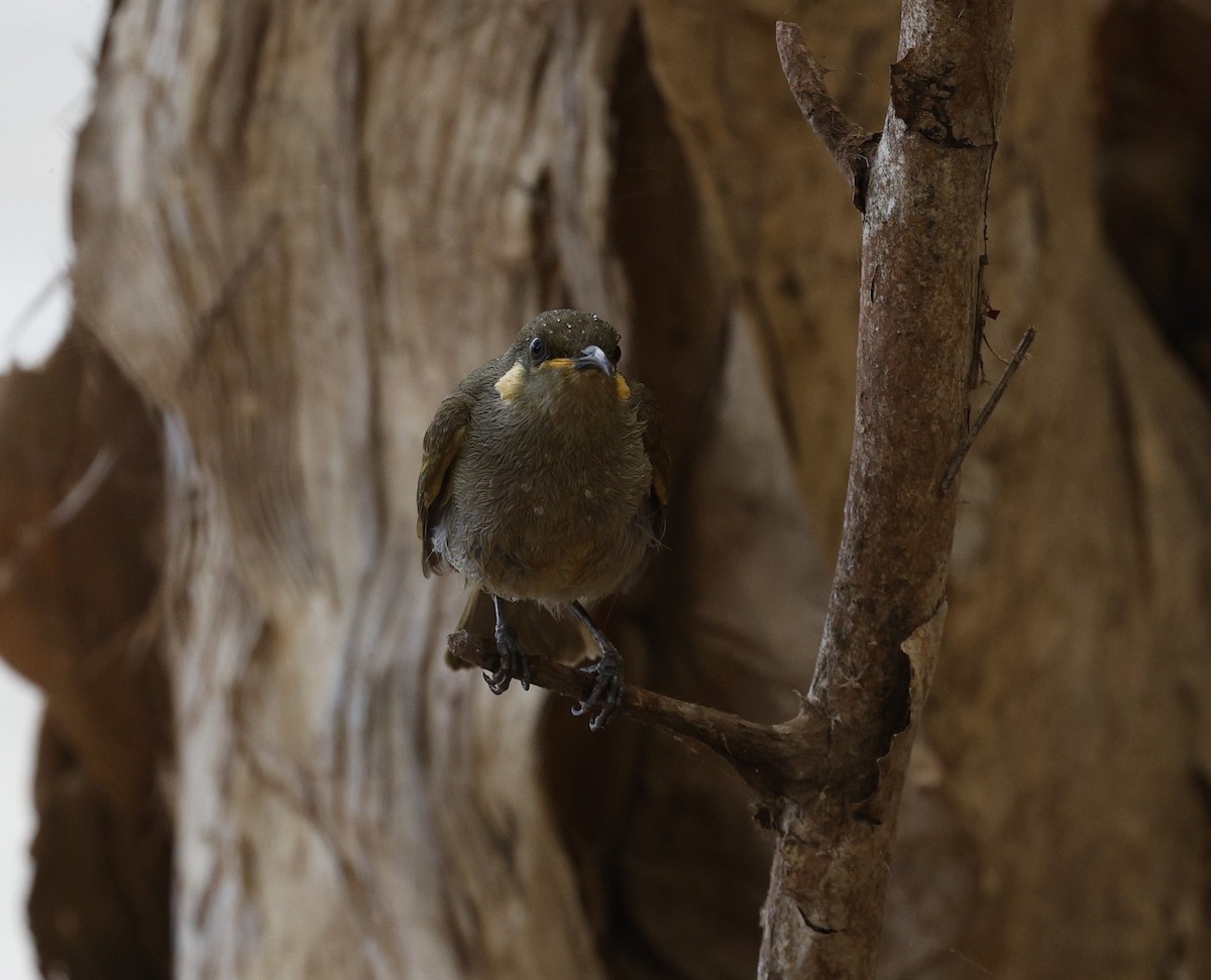 Graceful Honeyeater - ML623297832