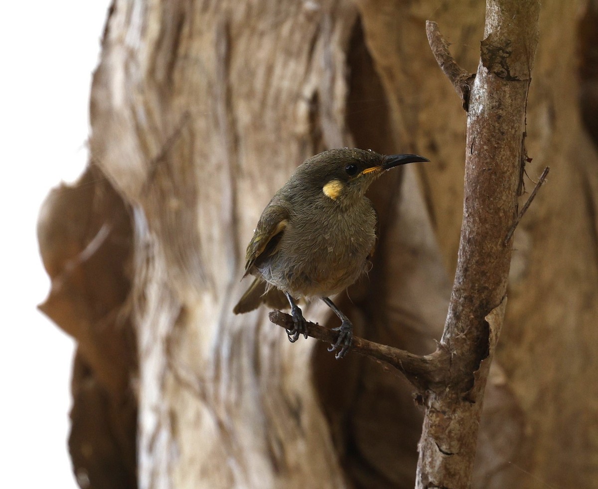 Graceful Honeyeater - ML623297833