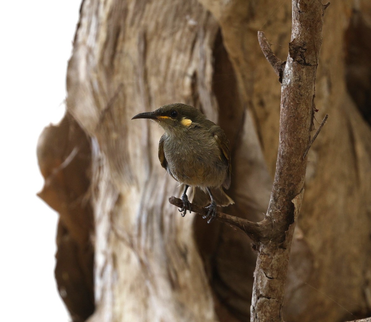 Graceful Honeyeater - ML623297834