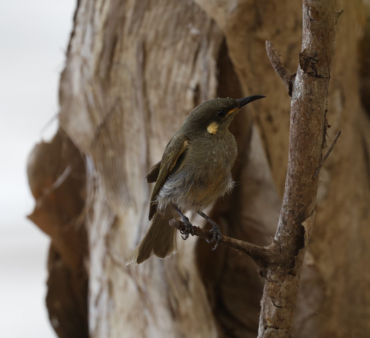 Graceful Honeyeater - ML623297835