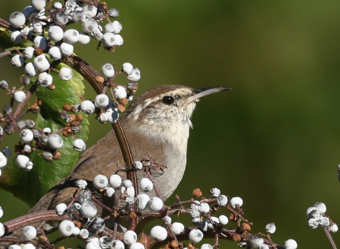 Bewick's Wren - ML623297960