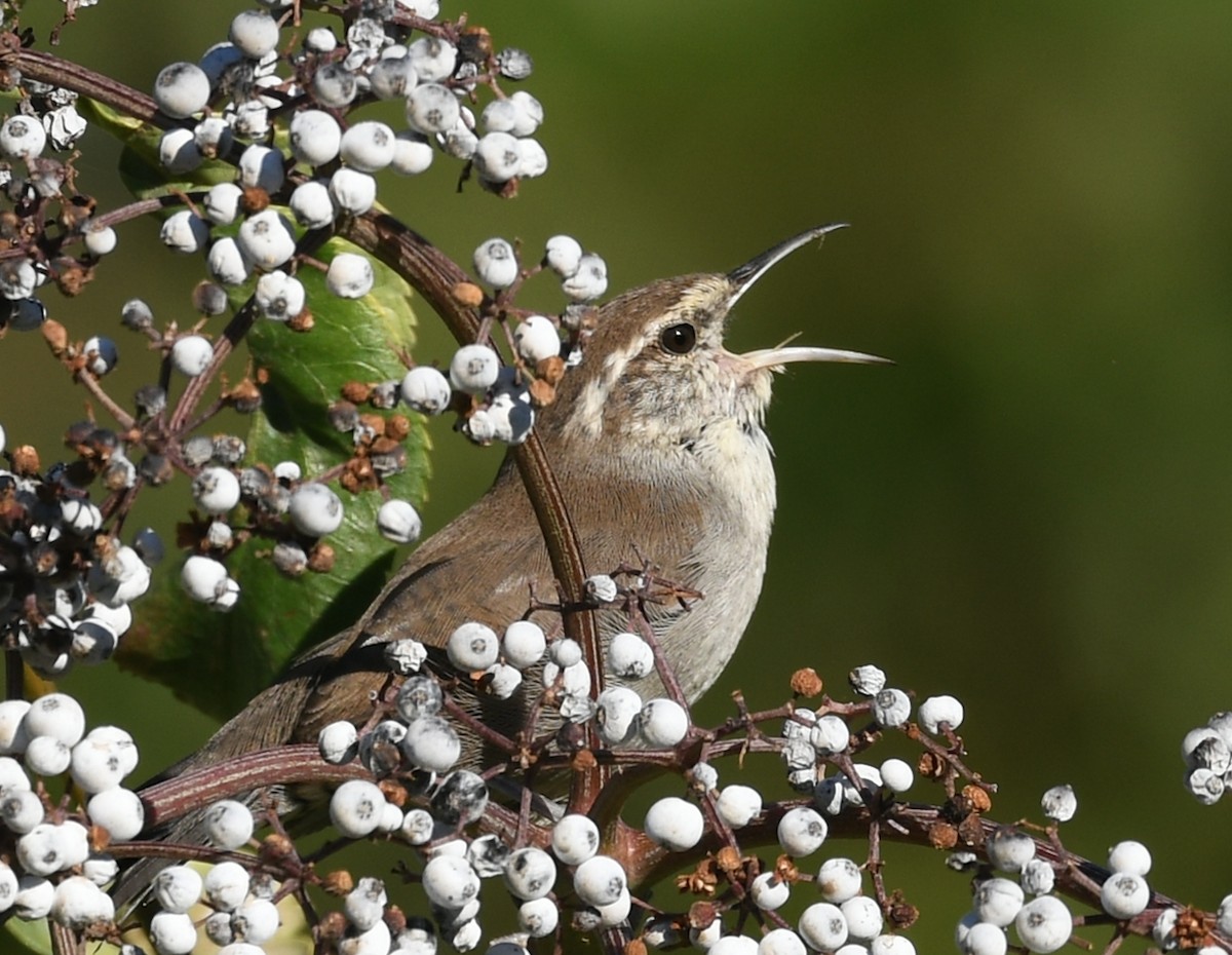 Bewick's Wren - ML623297961