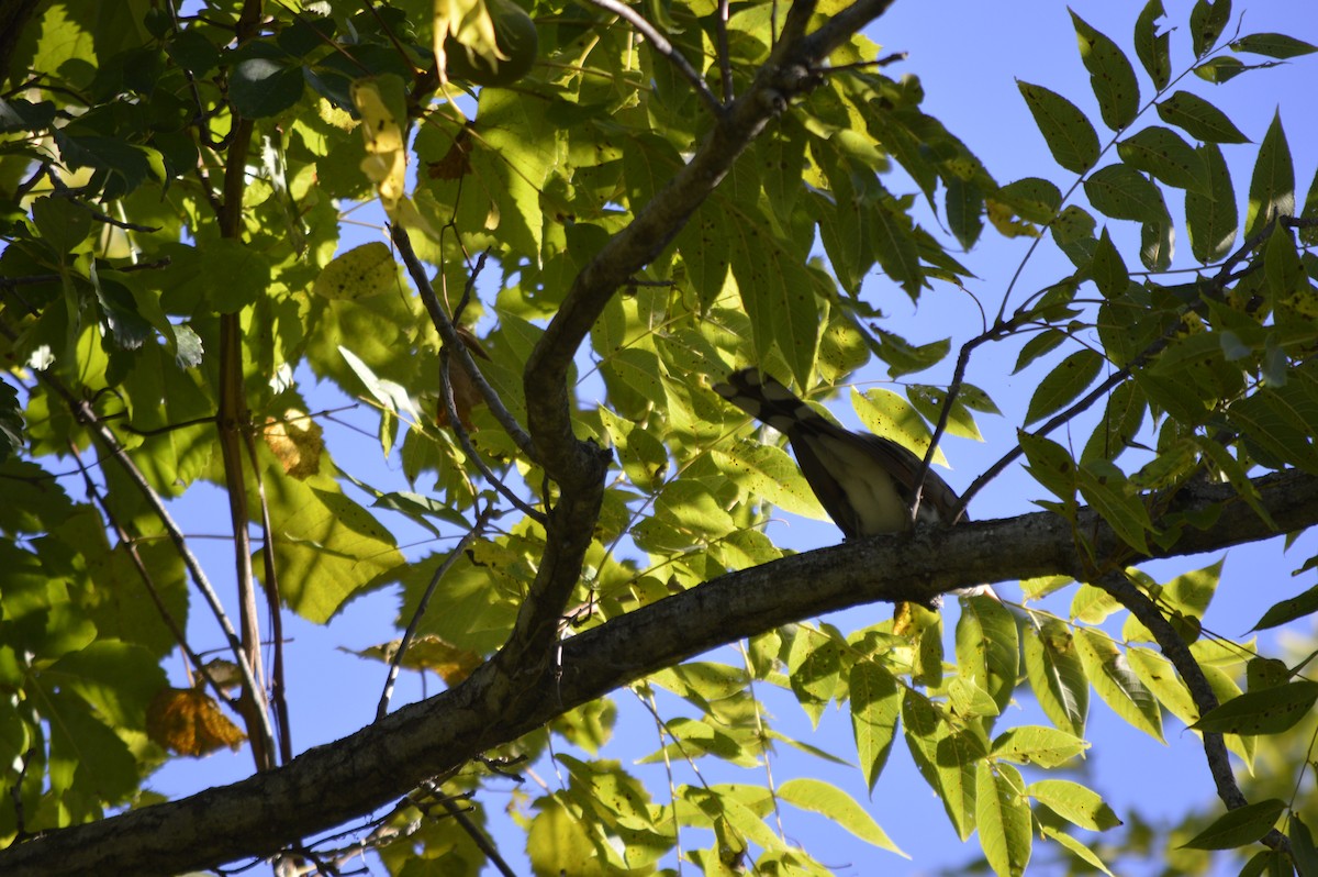 Yellow-billed Cuckoo - ML623297976