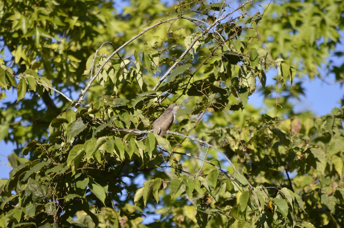 Yellow-billed Cuckoo - ML623297977