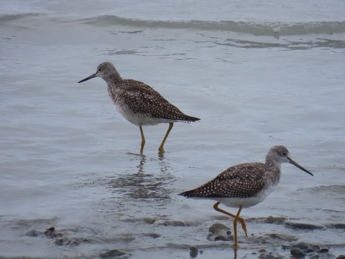 Greater Yellowlegs - ML623298049