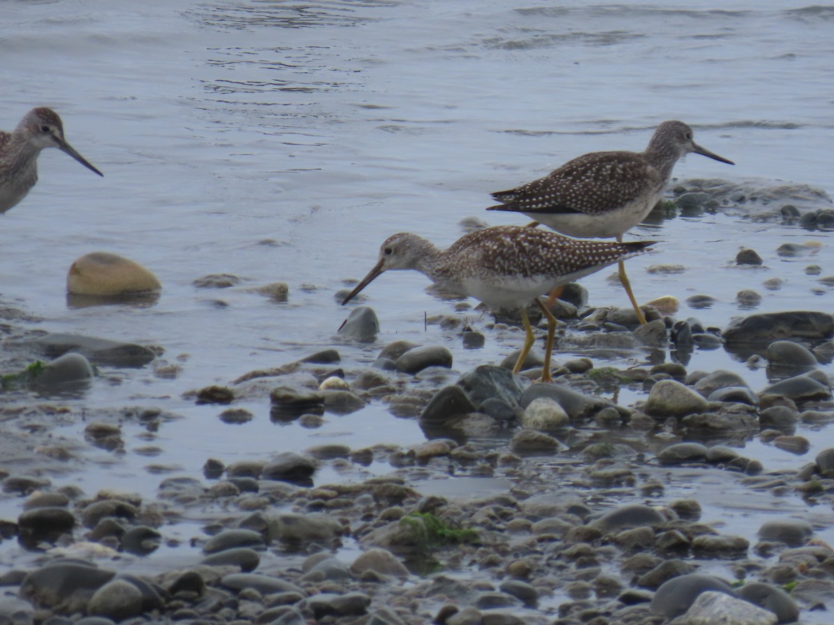 Greater Yellowlegs - ML623298057