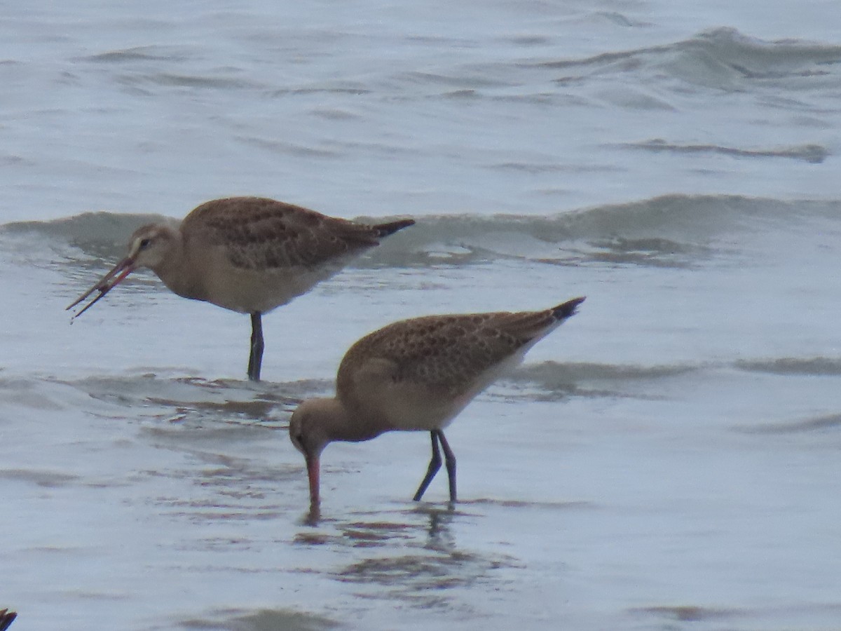 Hudsonian Godwit - ML623298088