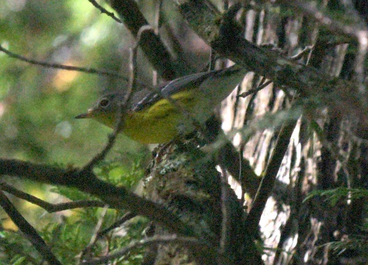 Magnolia Warbler - ML623298124