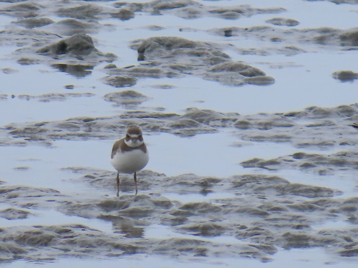 Semipalmated Plover - ML623298148