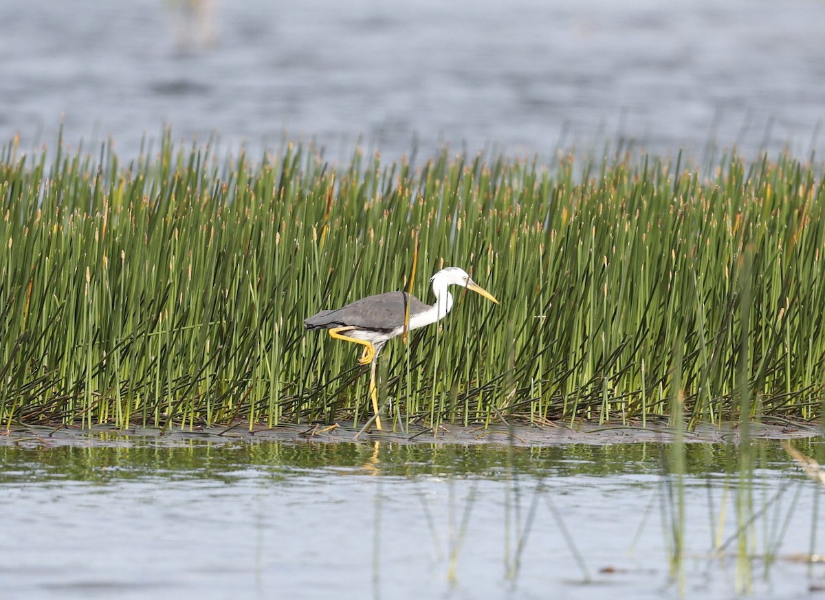 Pied Heron - ML623298153