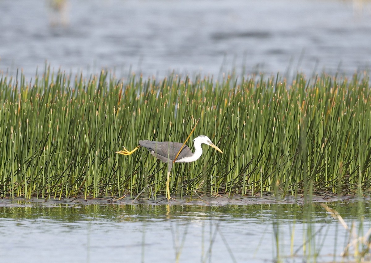 Pied Heron - ML623298154