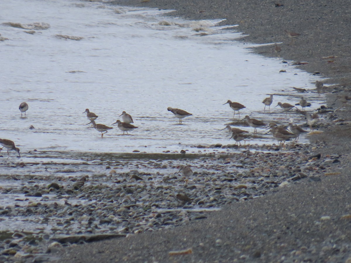 Greater Yellowlegs - ML623298157