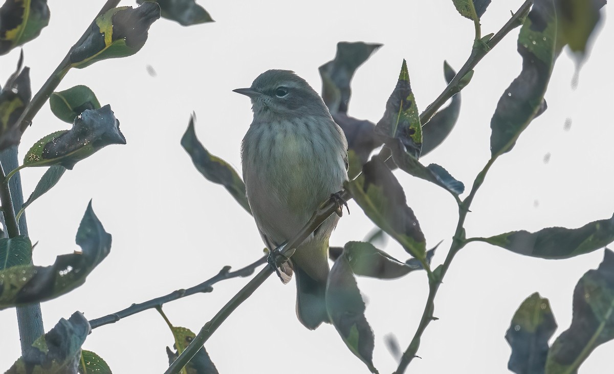 Palm Warbler - ML623298171