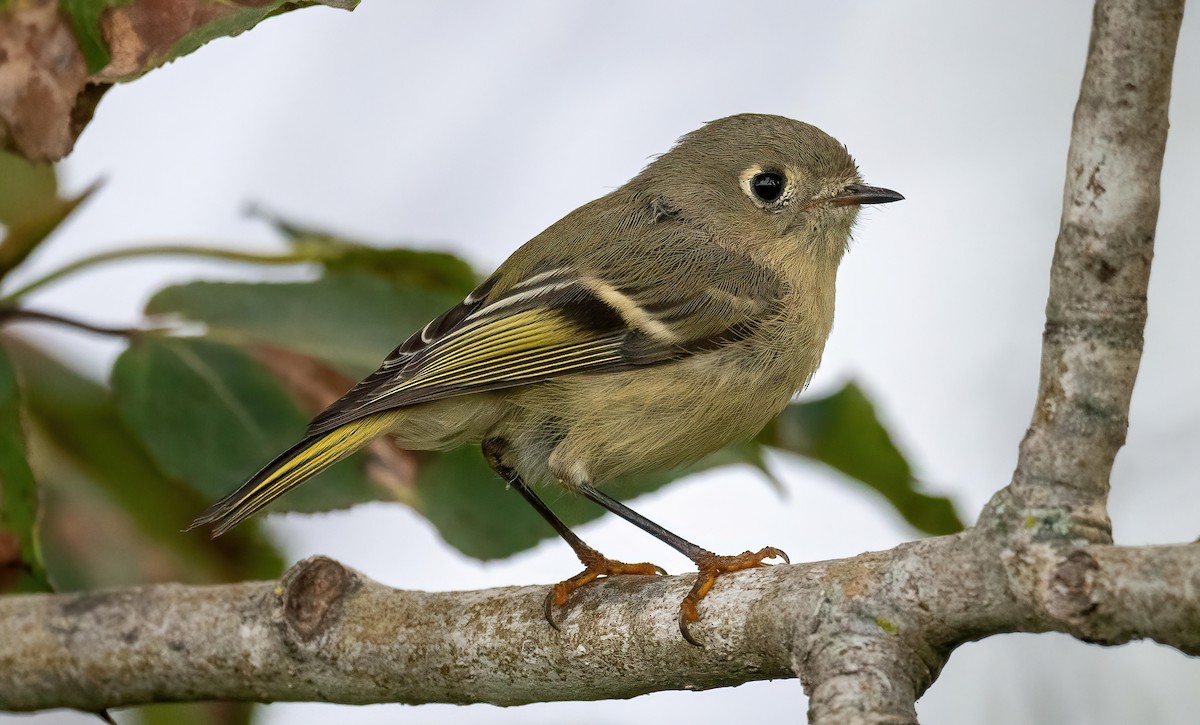 Ruby-crowned Kinglet - ML623298173