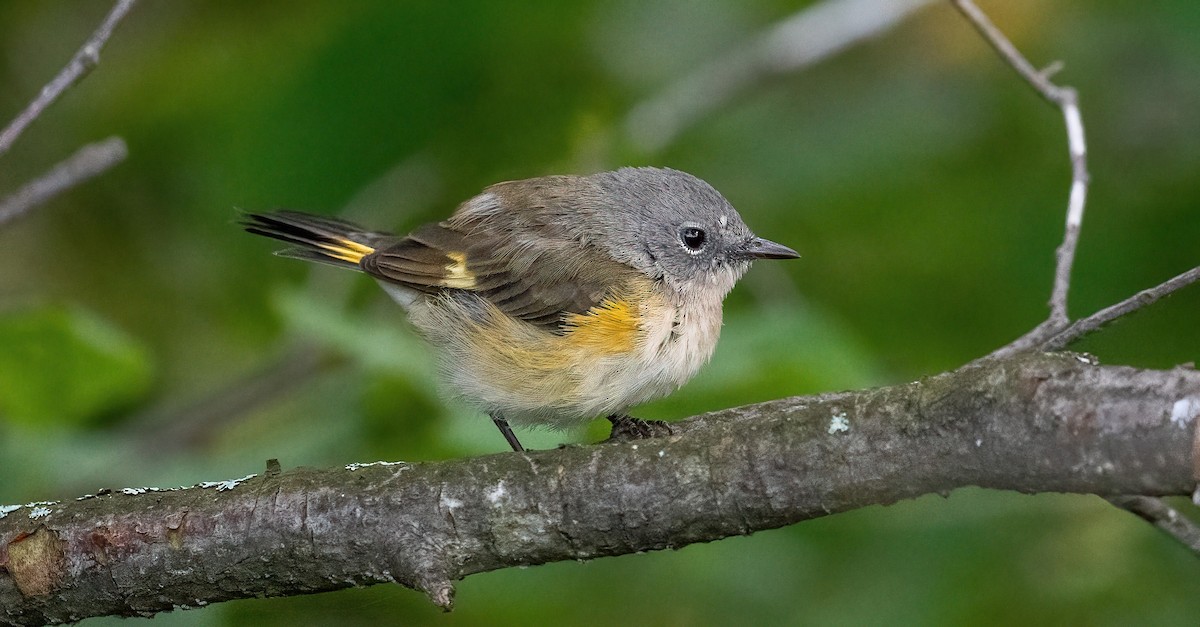 American Redstart - ML623298188