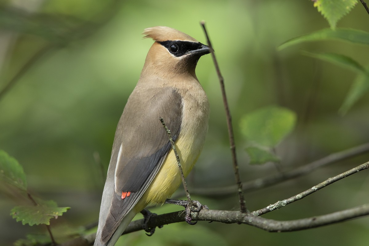 Cedar Waxwing - ML623298192