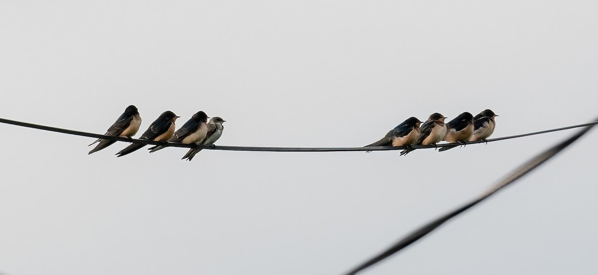 Barn Swallow - ML623298217