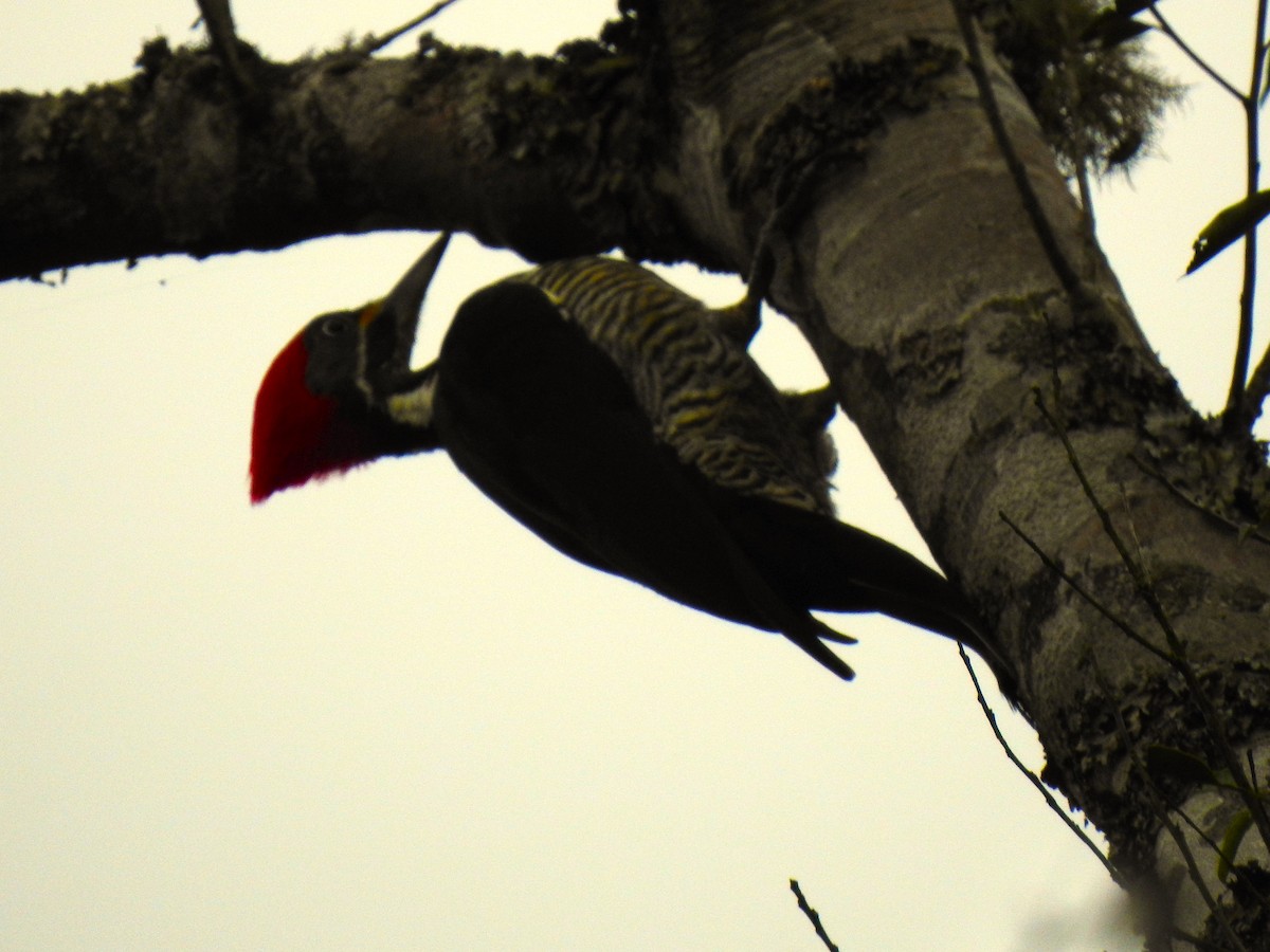 Lineated Woodpecker - Seeds of Change Project