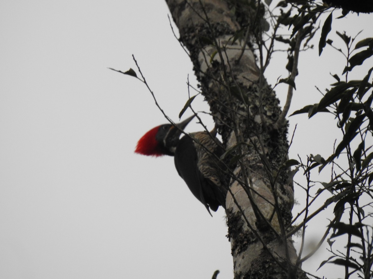 Lineated Woodpecker - ML623298221