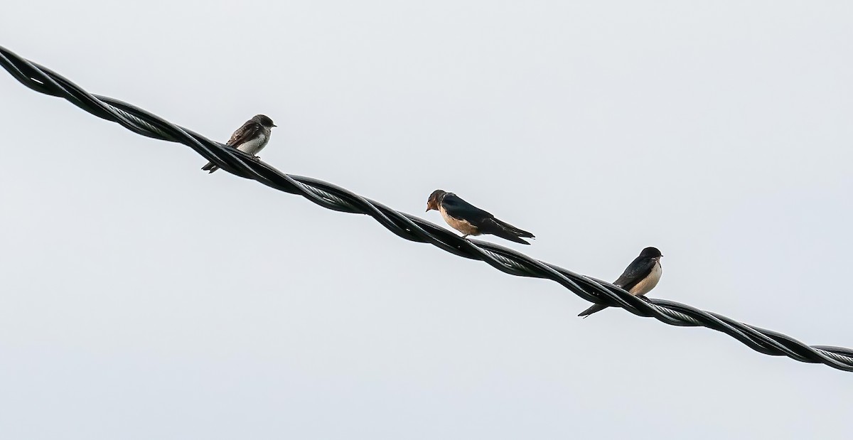 Bank Swallow - ML623298222