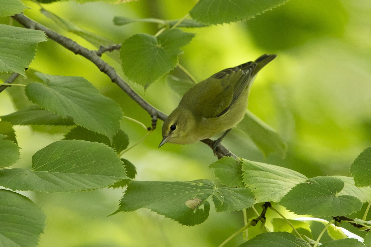 Tennessee Warbler - ML623298229