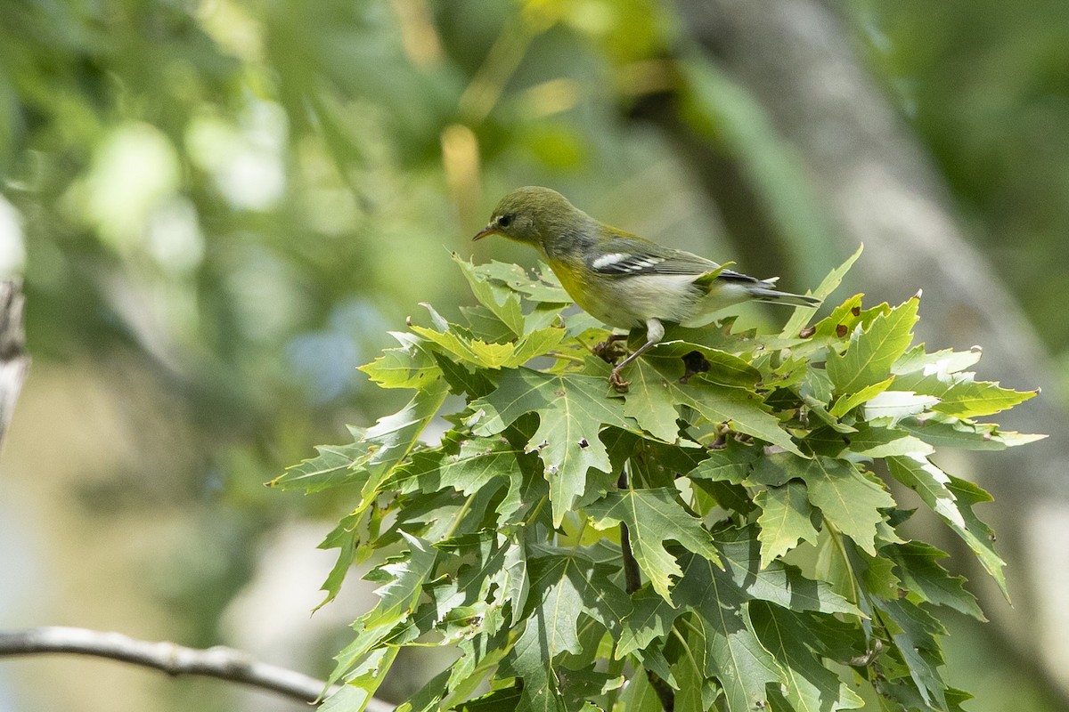 Northern Parula - ML623298248